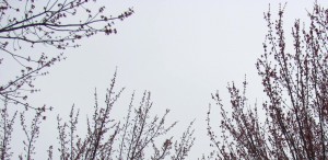 arbres_printemps